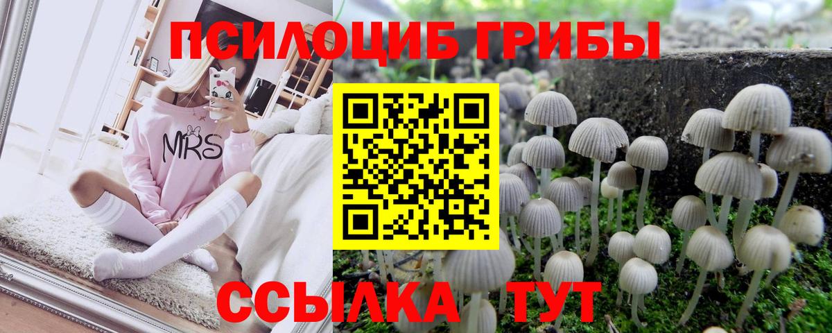 закладки  Галлюциногенные грибы Psilocybine cubensis  Вход с VPN  Элиста 